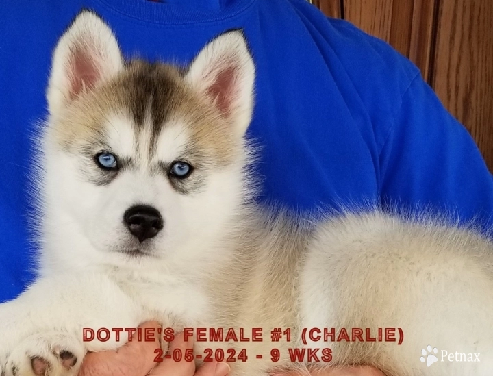 DOTTIE'S FEMALE #1 Siberian Husky