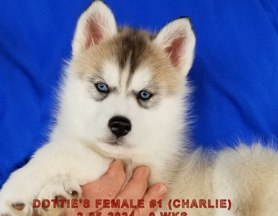 DOTTIE'S FEMALE #1 Siberian Husky
