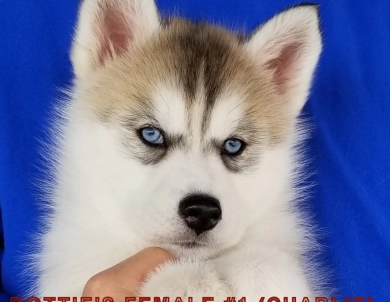 DOTTIE'S FEMALE #1 Siberian Husky