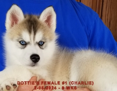 DOTTIE'S FEMALE #1 Siberian Husky