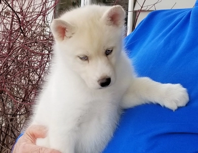 BLISS' FEMALE #1 Siberian Husky