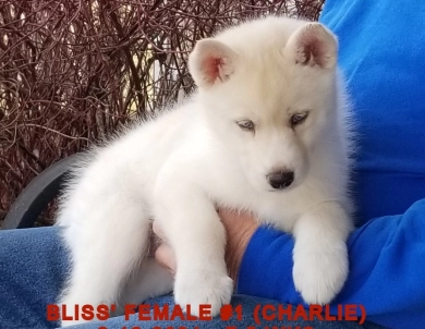 BLISS' FEMALE #1 Siberian Husky