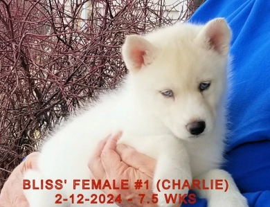 BLISS' FEMALE #1 Siberian Husky