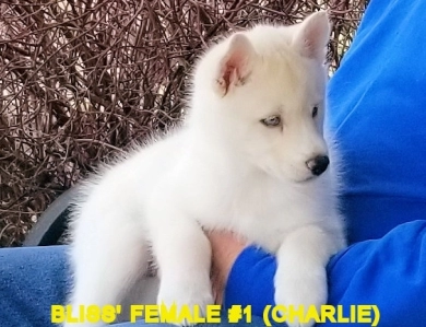 BLISS' FEMALE #1 Siberian Husky