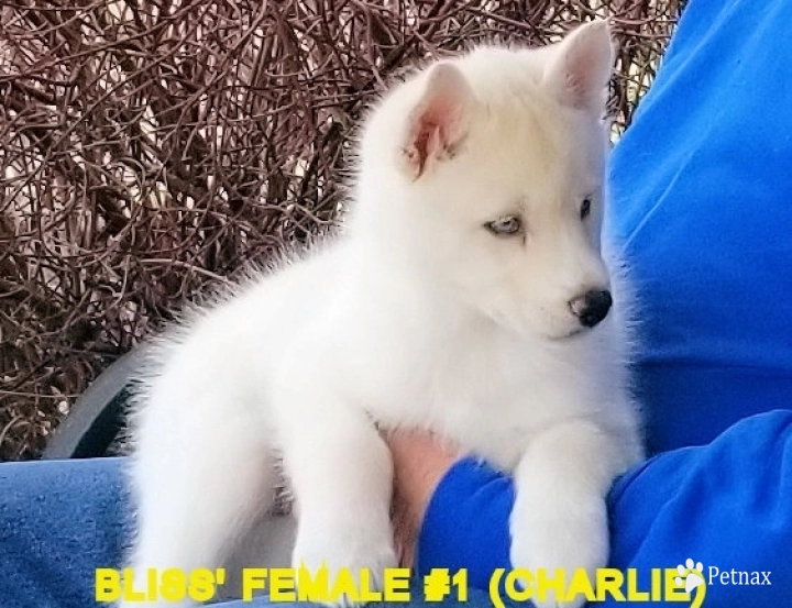 BLISS' FEMALE #1 Siberian Husky