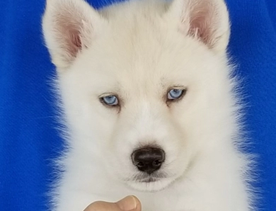 BLISS' FEMALE #1 Siberian Husky