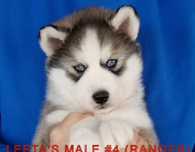 LEETA'S MALE #4 Siberian Husky