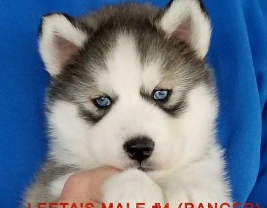 LEETA'S MALE #4 Siberian Husky