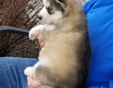 LEETA'S MALE #4 Siberian Husky