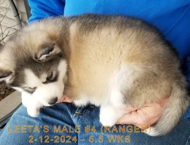 LEETA'S MALE #4 Siberian Husky