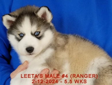 LEETA'S MALE #4 Siberian Husky