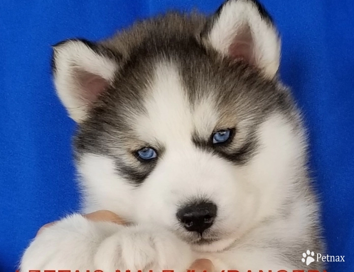 LEETA'S MALE #4 Siberian Husky