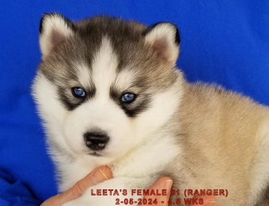 LEETA'S FEMALE #1 Siberian Husky