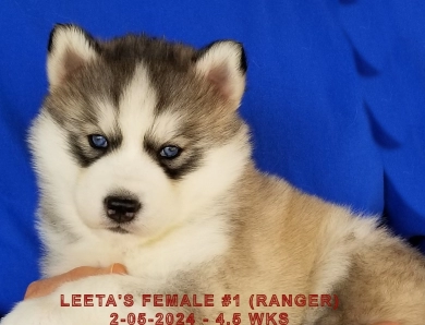 LEETA'S FEMALE #1 Siberian Husky