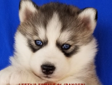 LEETA'S FEMALE #1 Siberian Husky