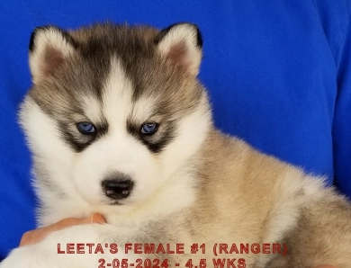 LEETA'S FEMALE #1 Siberian Husky