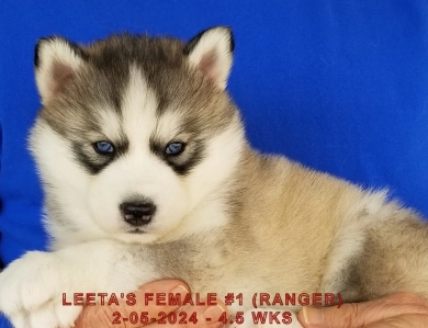 LEETA'S FEMALE #1 Siberian Husky