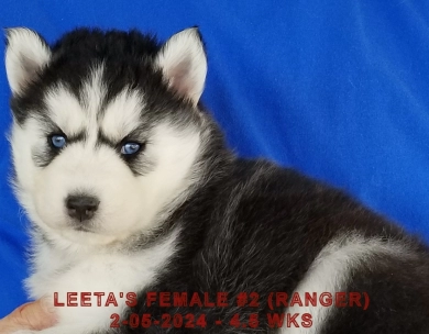 LEETA'S FEMALE #2 Siberian Husky