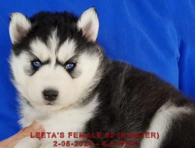 LEETA'S FEMALE #2 Siberian Husky