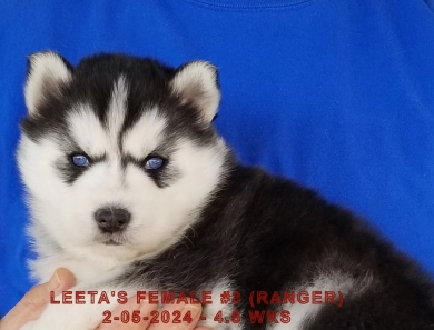 LEETA'S FEMALE #3 Siberian Husky