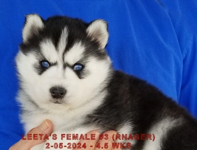 LEETA'S FEMALE #3 Siberian Husky