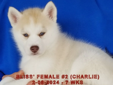 BLISS' FEMALE #2 Siberian Husky