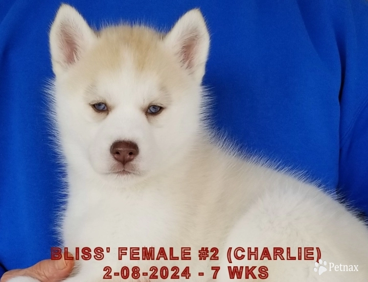 BLISS' FEMALE #2 Siberian Husky