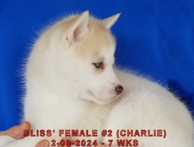 BLISS' FEMALE #2 Siberian Husky