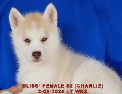 BLISS' FEMALE #2 Siberian Husky