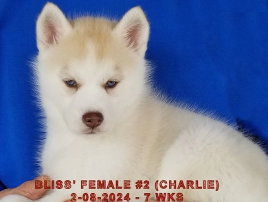 BLISS' FEMALE #2 Siberian Husky
