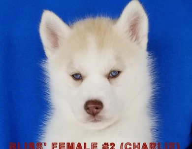 BLISS' FEMALE #2 Siberian Husky