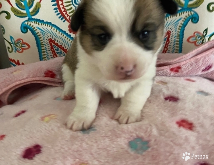 Phinney pup 1 Pembroke Welsh Corgi