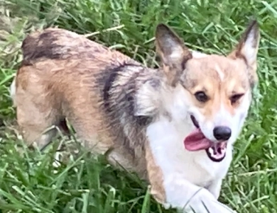 Phinney Pembroke Welsh Corgi