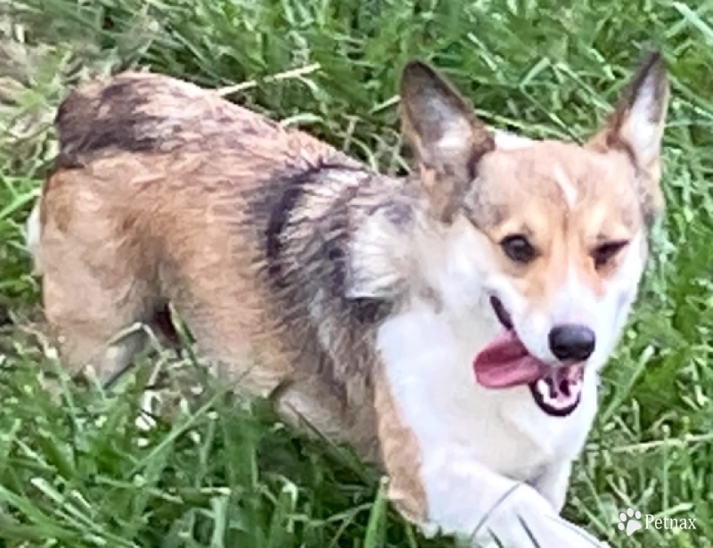 Phinney Pembroke Welsh Corgi