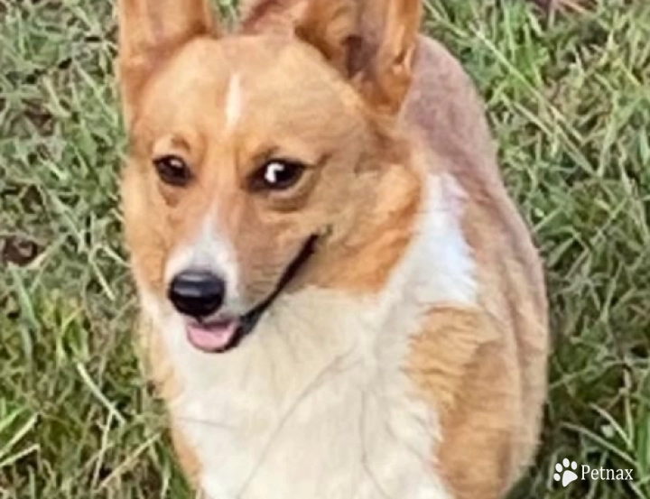 Atali Pembroke Welsh Corgi