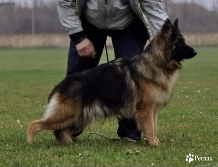 Daca Bemiki  German Shepherd