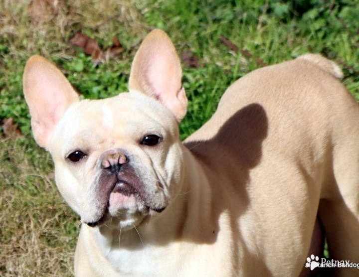 Claudia French Bulldog