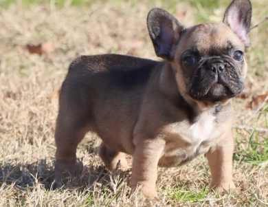 Hobbs French Bulldog