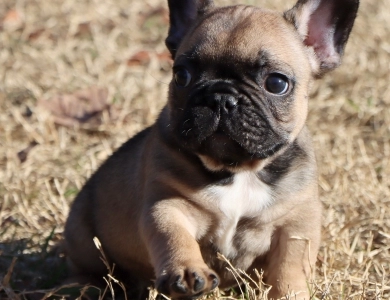 Hobbs French Bulldog