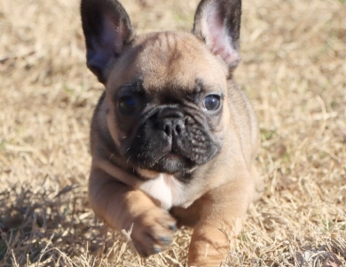 Hobbs French Bulldog