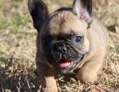 Hobbs French Bulldog