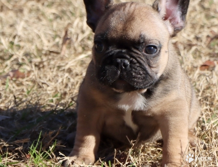 Hobbs French Bulldog