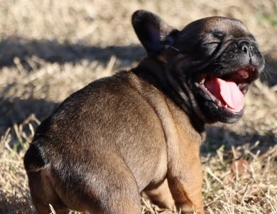 Gypse French Bulldog