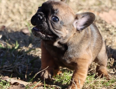 Gypse French Bulldog