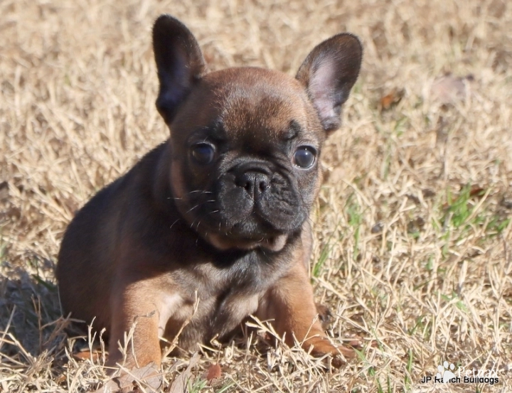 Gypse French Bulldog