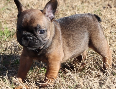 Gypse French Bulldog