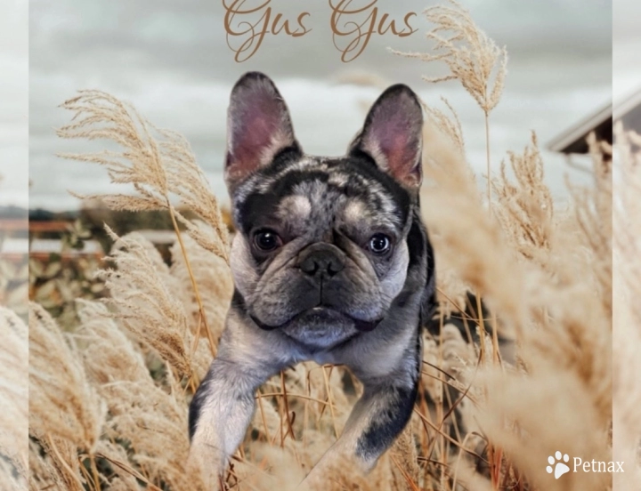Gus Gus French Bulldog
