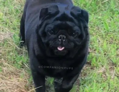 Artemis Pug