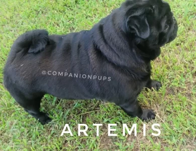Artemis Pug
