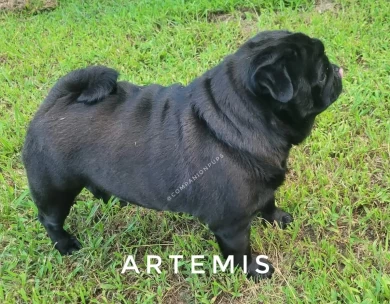 Artemis Pug